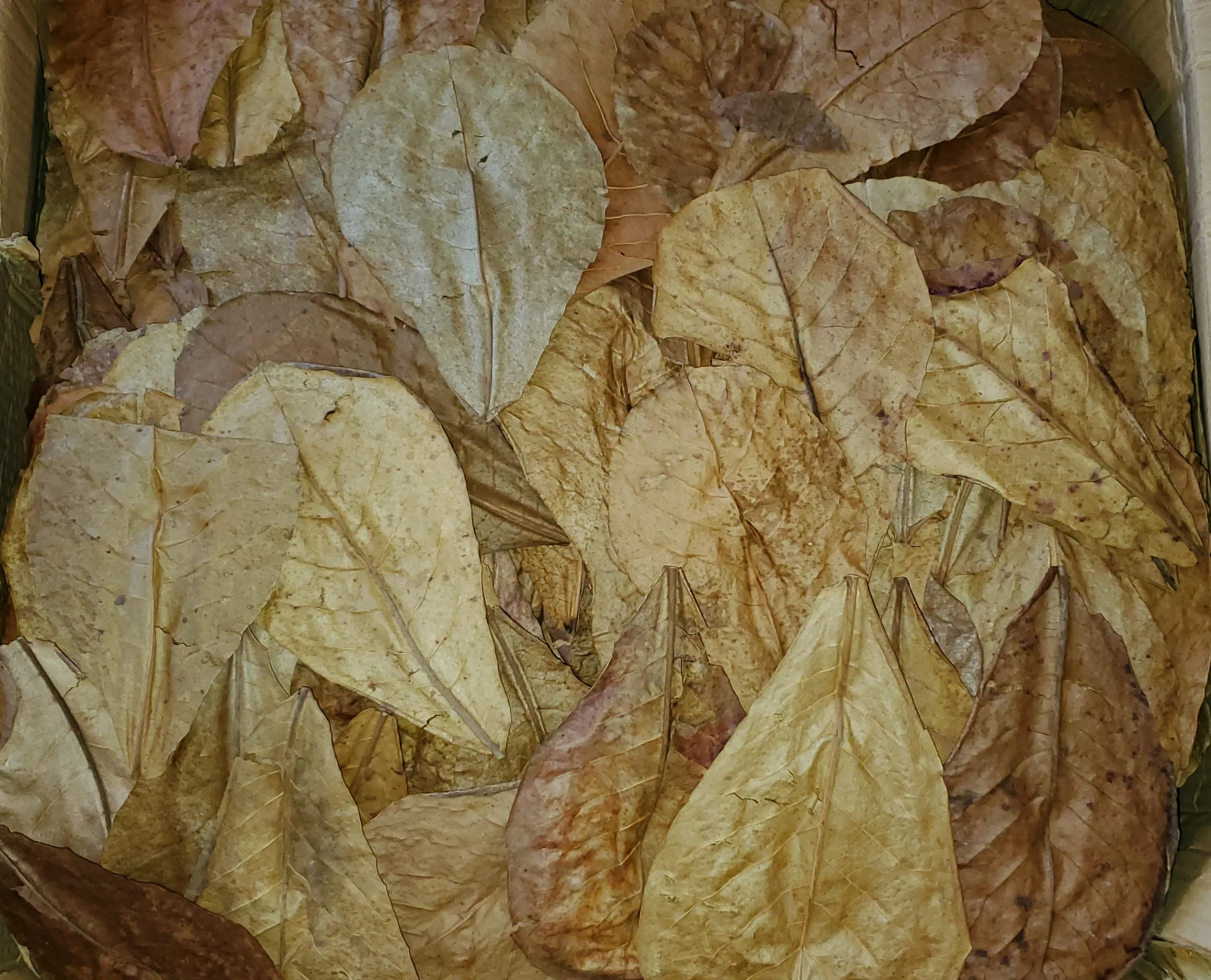 Indian Almond Leaves, 7-12 inches - Image 3