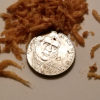 Freeze Dried Pacific Krill