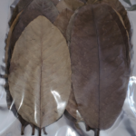 Guava Leaves