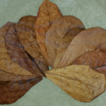 Indian Almond Leaves