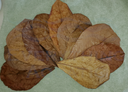 Indian Almond Leaves