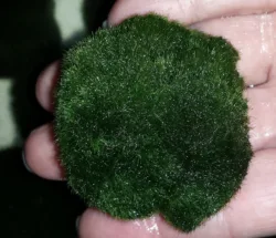 MossBallLg