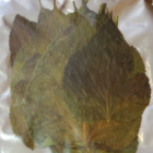 Mulberry Leaves, Pack of 20