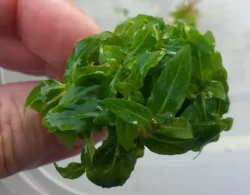 Staurogyne2