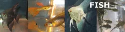 banner_fish