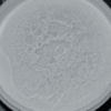 Erythromycin Powder