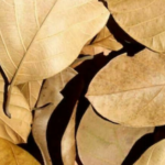 Jackfruit Leaves