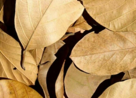 Jackfruit Leaves