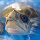 Aquatic Turtle