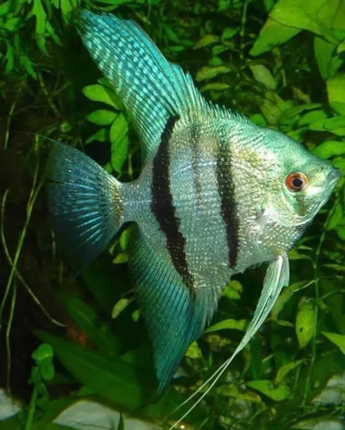 Blue Silver Angelfish - Image 2