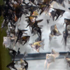 Angelfish Value Pack