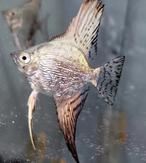 Blue Smokey Angelfish - Image 2