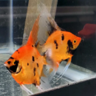 High Coverage Orange Koi aka Red Devil Angelfish