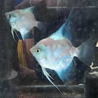 Paraiba Angelfish