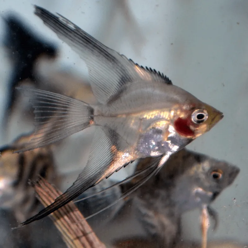 Paraiba Angelfish - Image 2