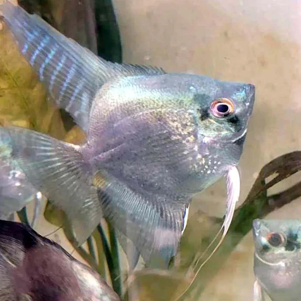 Blue Ghost / Clown Angelfish - Image 3