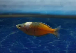 Columnaris Saddleback