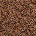 Freeze Dried Bloodworms