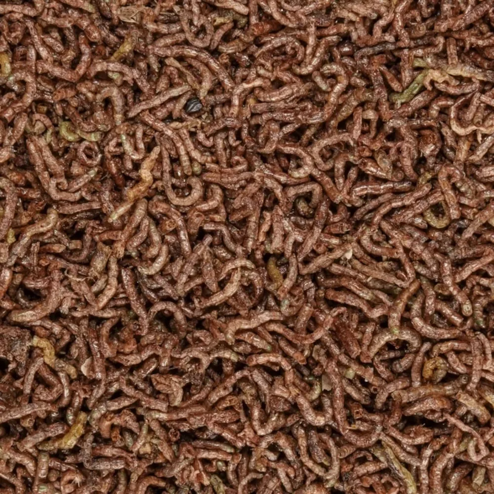 Freeze Dried Bloodworms