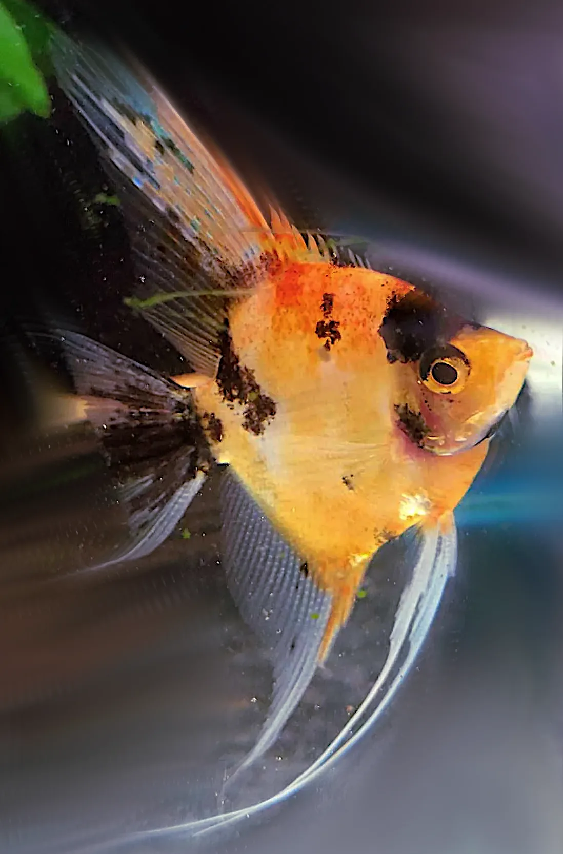 Juvenile High Coverage Orange Koi. Colors intensify as angels grow and mature.