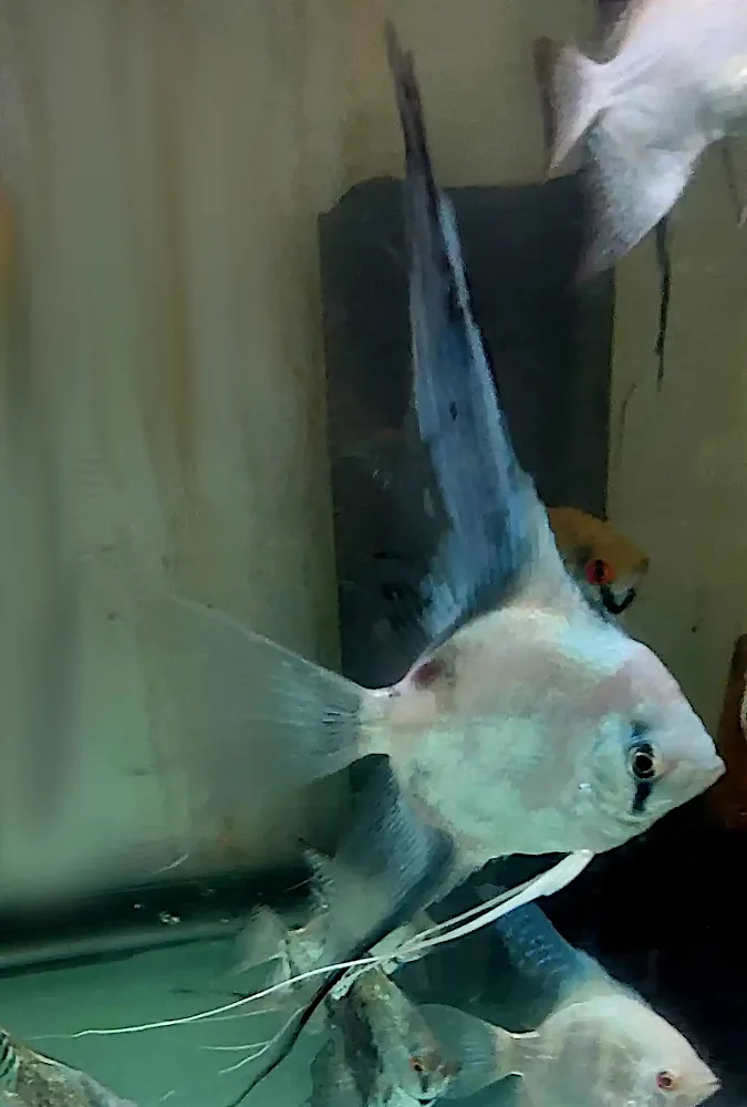 Paraiba Angelfish - Image 3