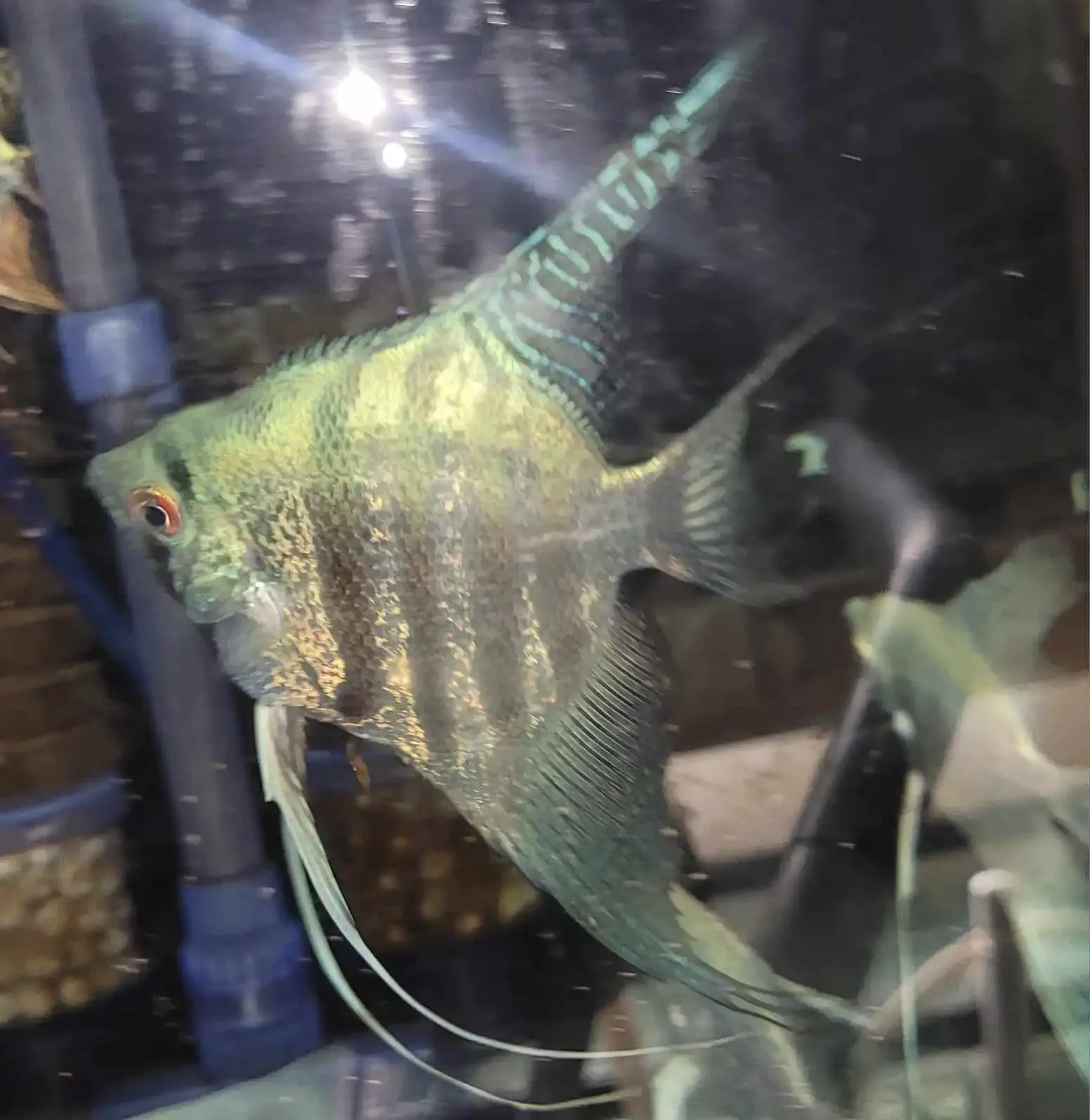 Blue Zebra Angelfish - Image 2