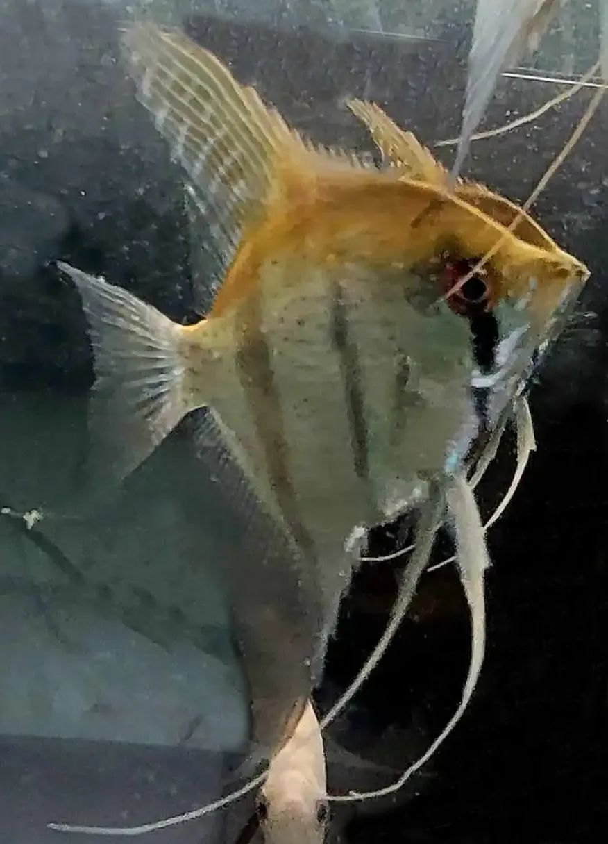 Adult Wild Cross Angelfish