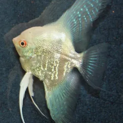 Bulgarian Green Glitter Angelfish