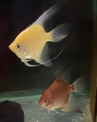 Lilac Point Angelfish