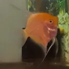 Gold Blushing Bulgarian Green Proven Male