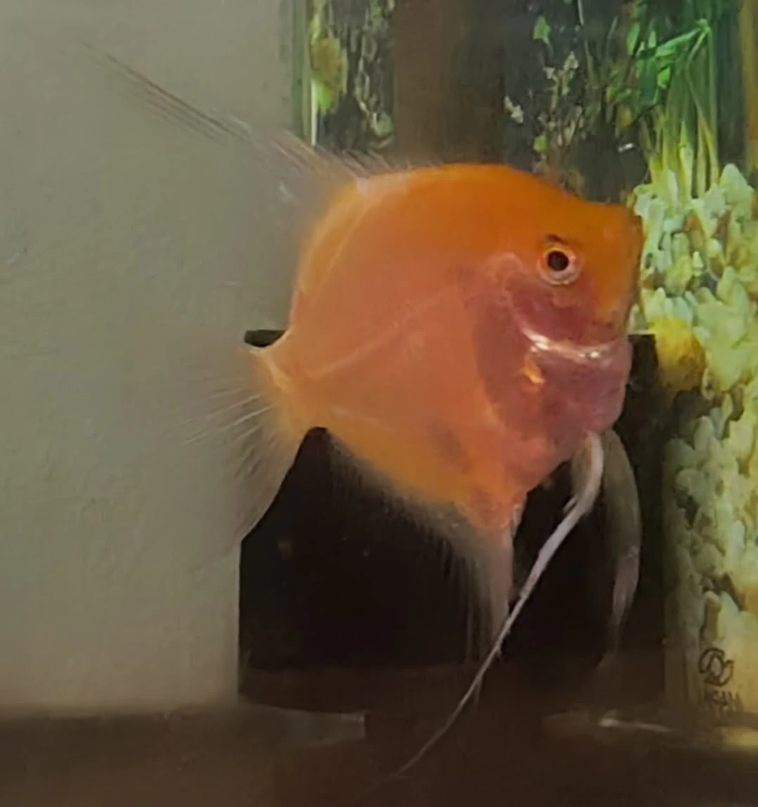 Gold Blushing Bulgarian Green Proven Male