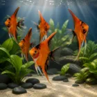 Juvenile High Coverage Orange Koi angels. Their colors will improve and deepen as they age.