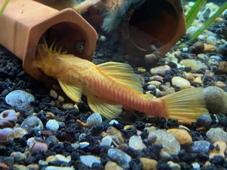 Albino BN Pleco