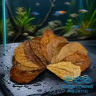 Indian Almond Leaves are a popular botanical used with shrimp, blackwater tanks, conditioning breeders and health benefits.