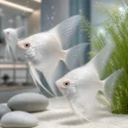 Breeding pair of Lilac Point Angelfish