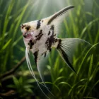 Panda Koi Angel
