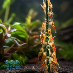 Shrimp colony swarming after a treat stix added to the tank