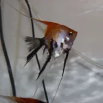 Deluxe Tri-Color Orange Koi Angelfish