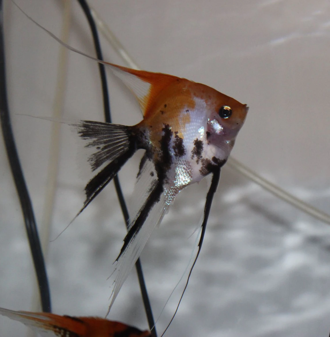 Deluxe Tri-Color Orange Koi Angelfish