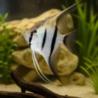Wild Cross Angelfish