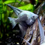 Blue Chocolate Angelfish