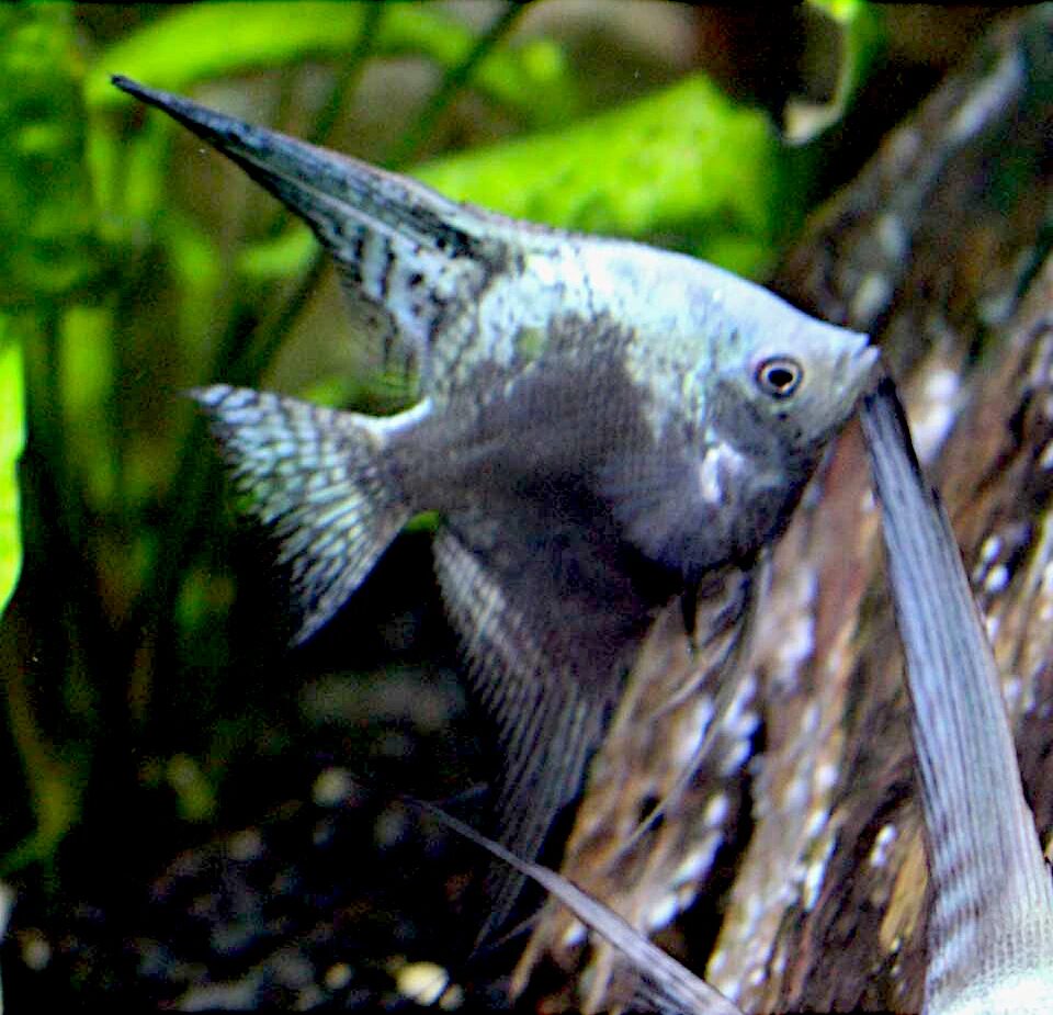 Blue Chocolate Angelfish