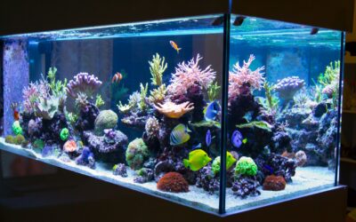 Aquarium Corals