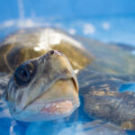 ShellPro Aquatic Turtle Diet
